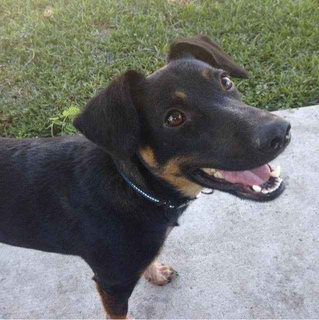 Its Fursday! Show me your furbabies! :)