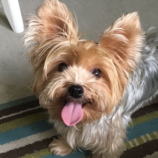 NWR: Puppy Friday!!