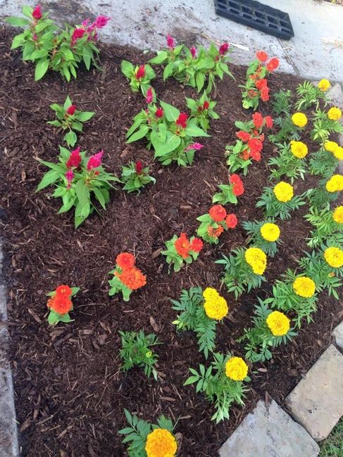NWR: Our first lil garden!