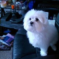 Giving away the centerpieces