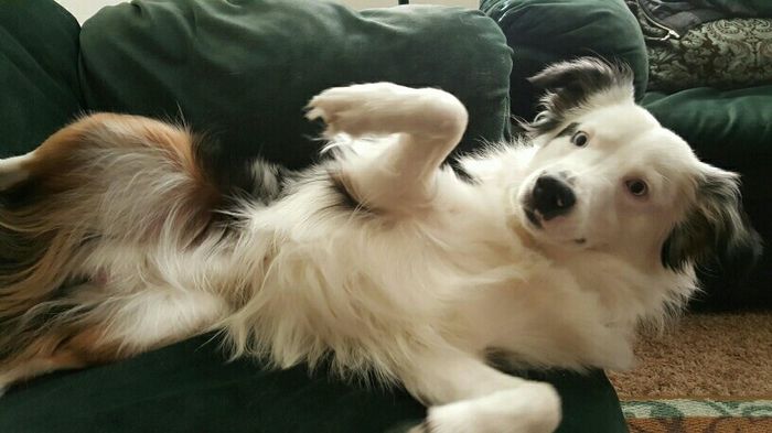 Today is National Pet Day! Let's see those fur babies :)