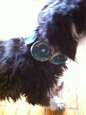 2 More DIYs complete! Pup attire!