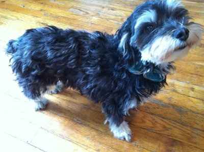 2 More DIYs complete! Pup attire!