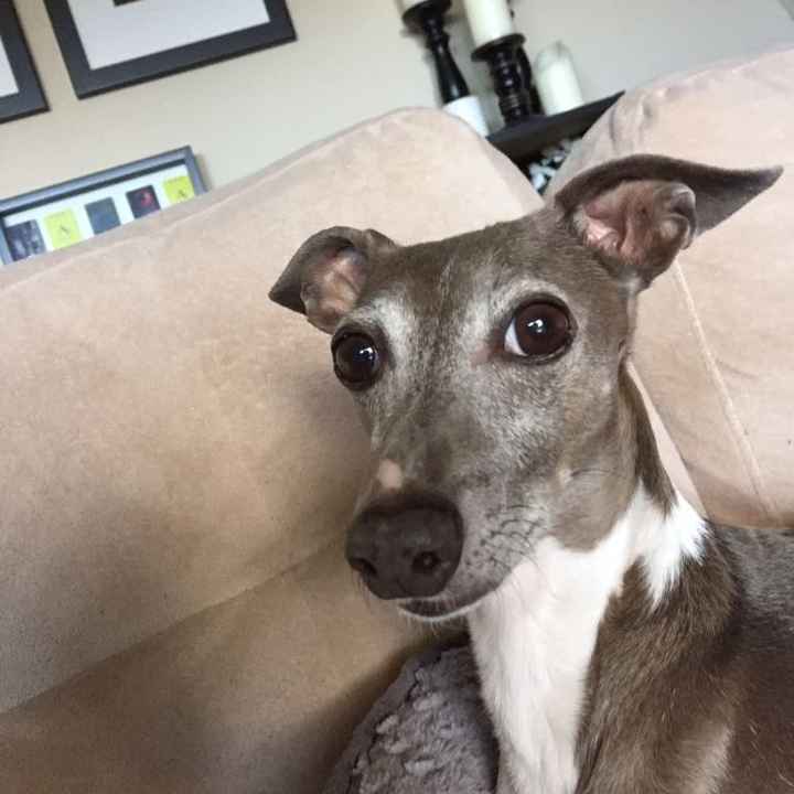 NWR: Gotcha Day for my Fur Baby