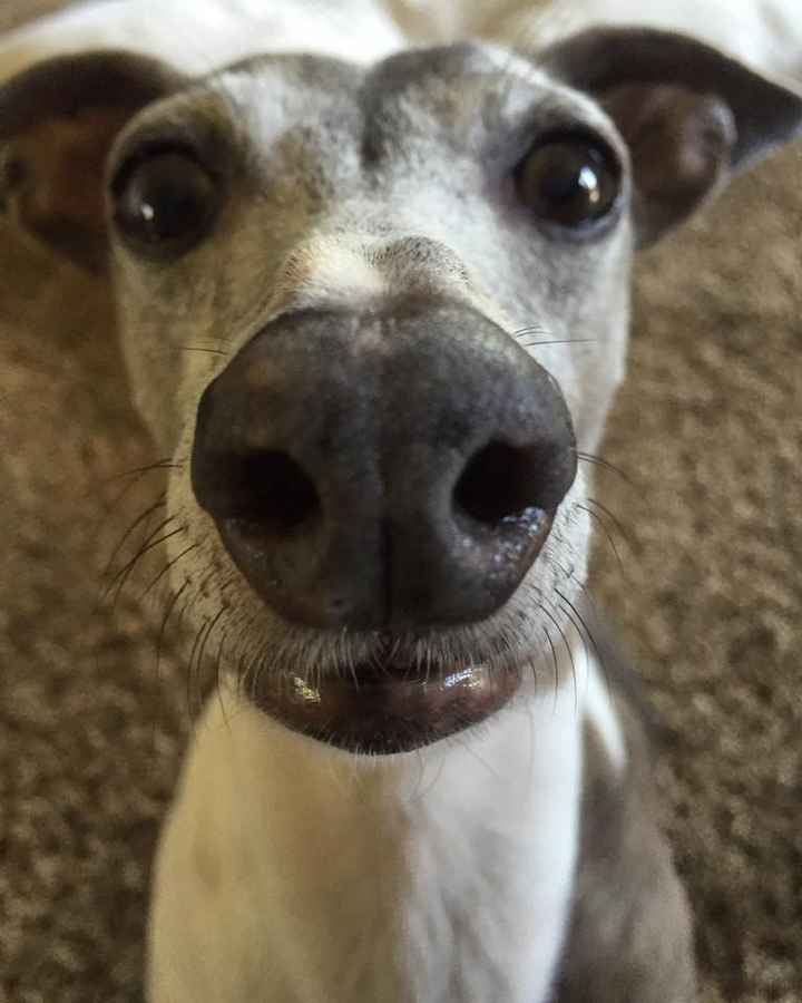 NWR: Puppy Friday!!