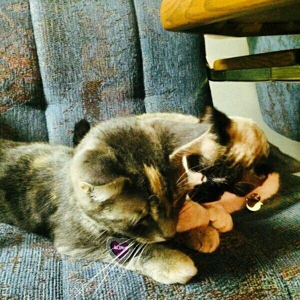 NWR: post pics of your pets!!