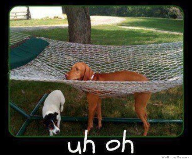 Why are there no Friday animal funnies?