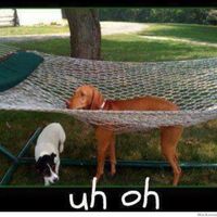 Why are there no Friday animal funnies?