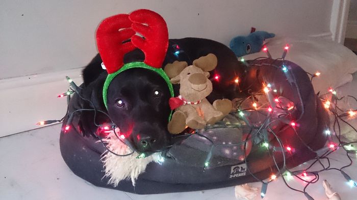 NWR: Show me your holiday spirit pets!