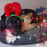 NWR: Show me your holiday spirit pets!