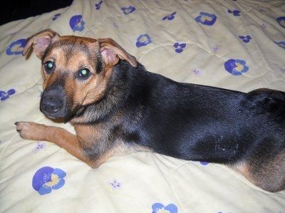 Show us your pets!