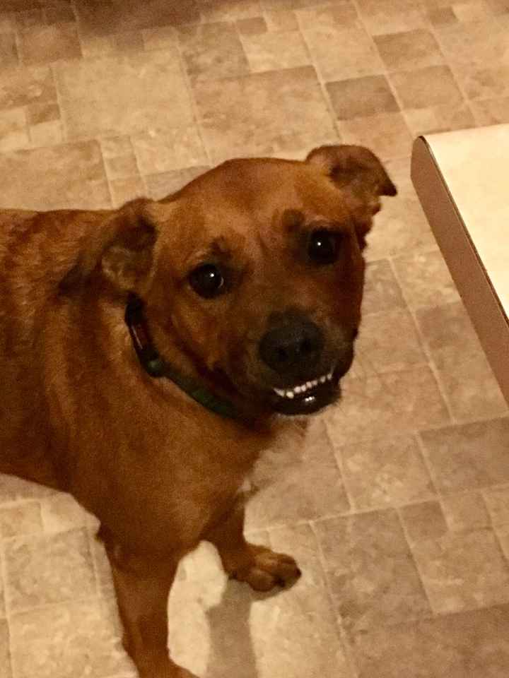 Puppies, puppies, and more puppies!!!