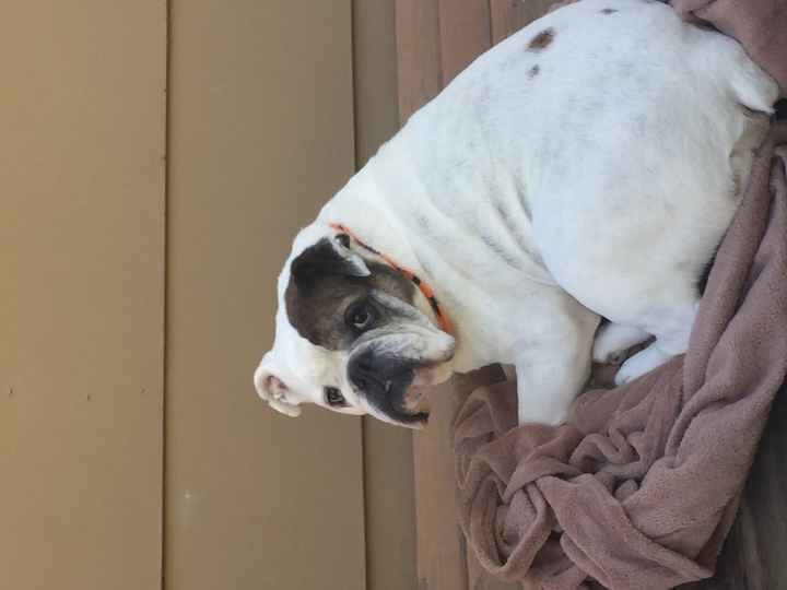 Puppies, puppies, and more puppies!!!