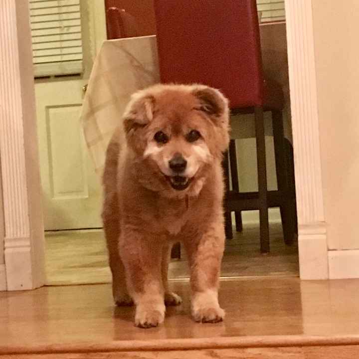 NWR: Our fur baby is going to the big dog park in the sky :(