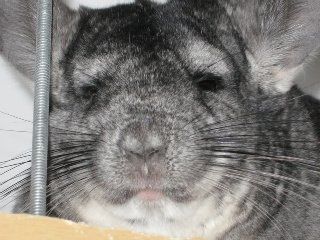 NWR - Furry babies
