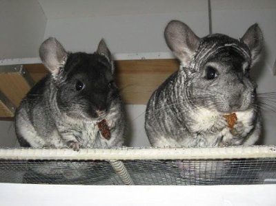 NWR - Furry babies