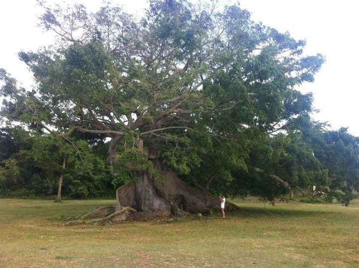 Honeymoon - Vieques, PR  **Pics**