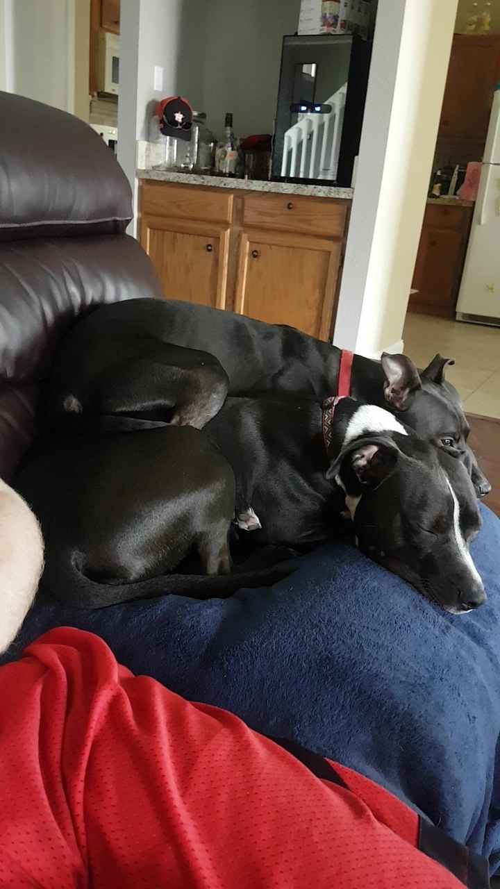 NWR: Silly pictures of your pets