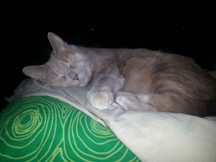 NWR: Furry Friday? Yeah, just made that up as an excuse to post my kitty...