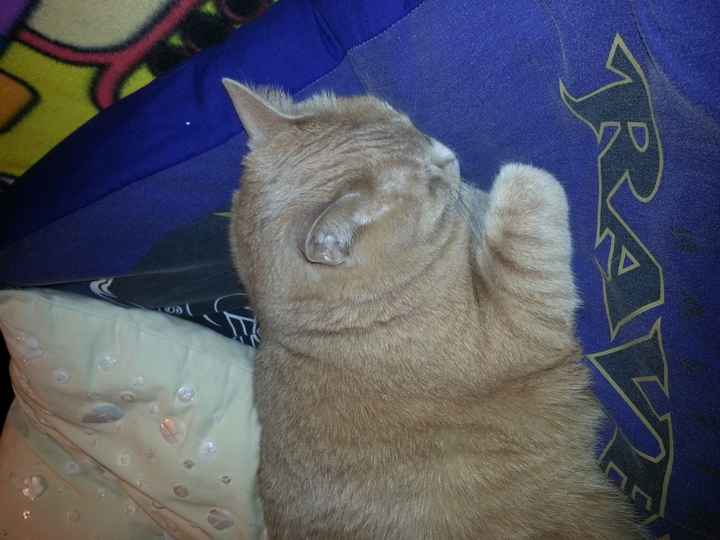 NWR: Furry Friday? Yeah, just made that up as an excuse to post my kitty...