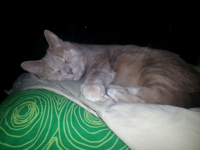NWR: Furry Friday? Yeah, just made that up as an excuse to post my kitty...