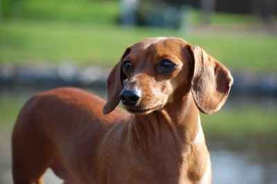 We got furry baby!!!