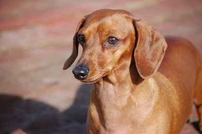 We got furry baby!!!