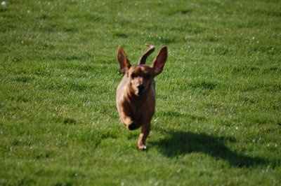 We got furry baby!!!