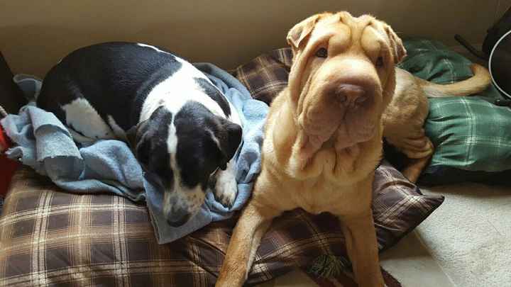 NWR: post pics of your pets!!