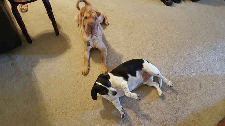 Fur babies