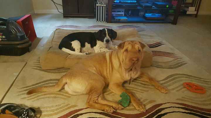 NWR: Bored? Show off your pets!