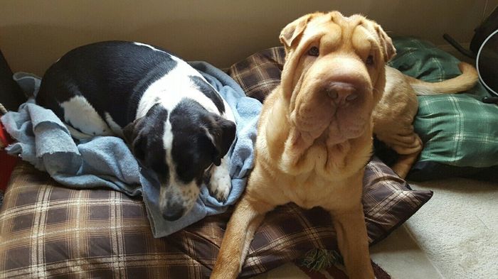 NWR: post pics of your pets!!