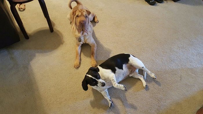 Fur babies