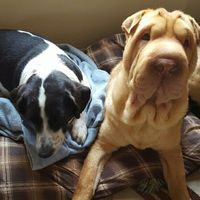 NWR: post pics of your pets!!