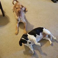 Fur babies