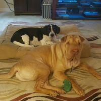 NWR: Bored? Show off your pets!