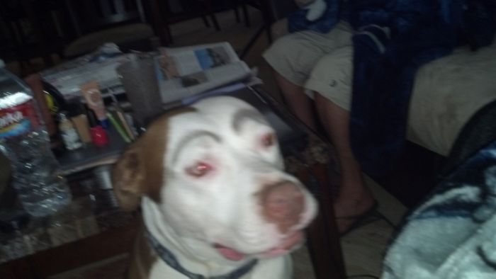 Need cheering up. Show me your puppies!