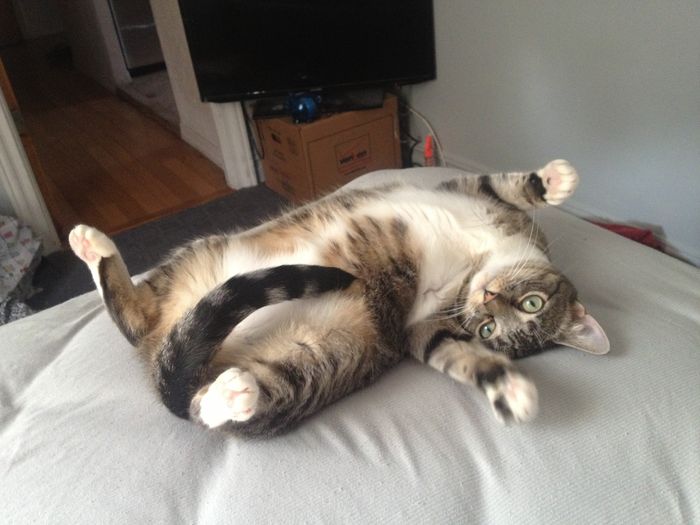 NWR:  Fur Babies