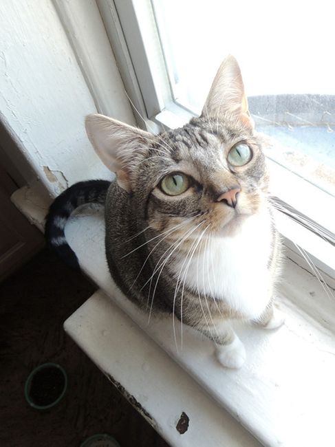 NWR:  It's Feline Friday...