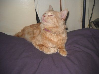 kitten cats... keep mine in your thoughts!
