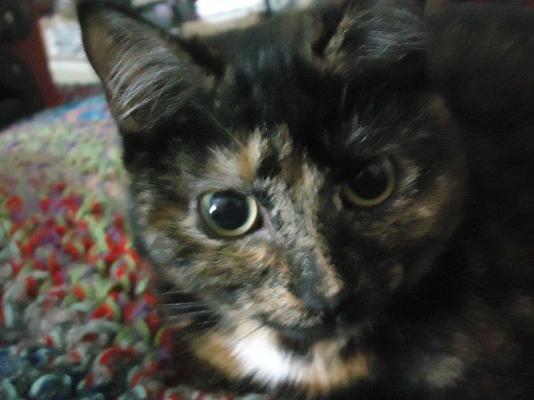 Furbabies (to lighten the mood)