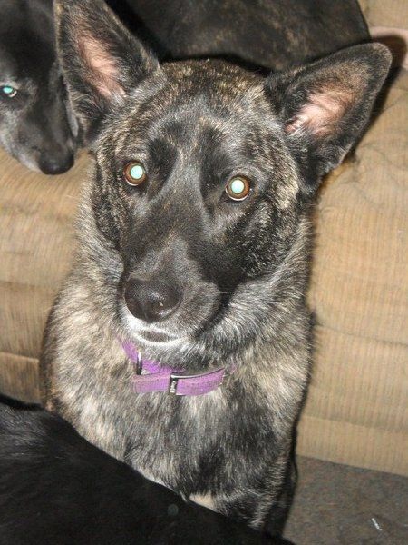 Furbabies (to lighten the mood)