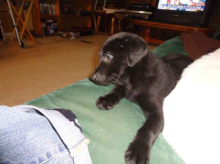 Meet Belle