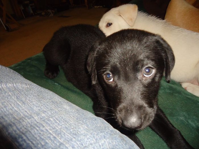 Meet Belle