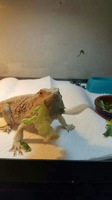 NWR: Any bearded dragon parents out there?