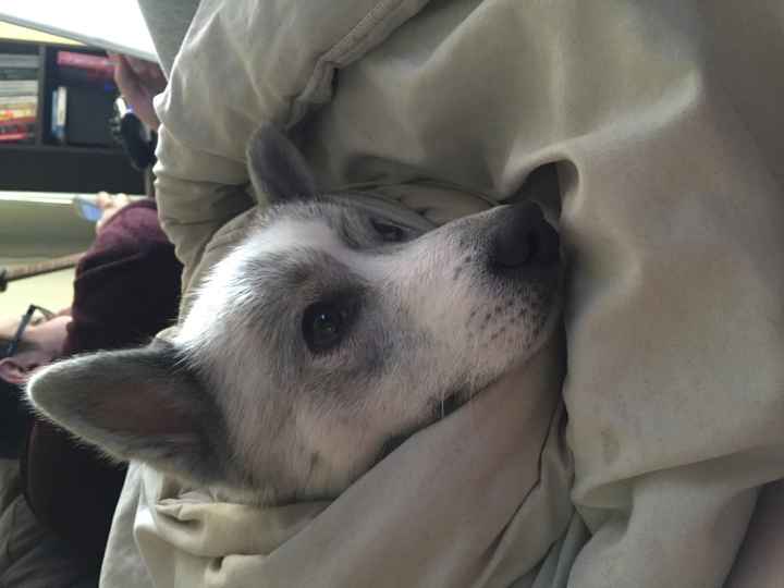 NWR: Pics of your pets :)