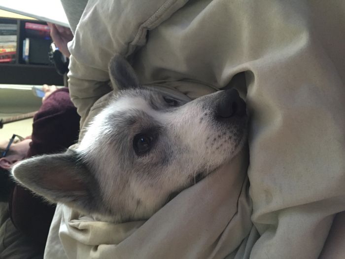 NWR: Pics of your pets :)