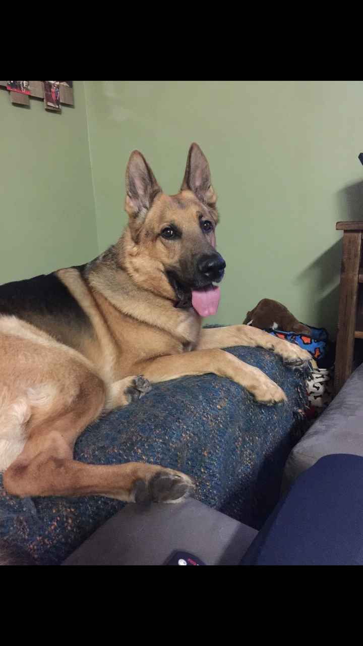 Any pet related stories? - 1