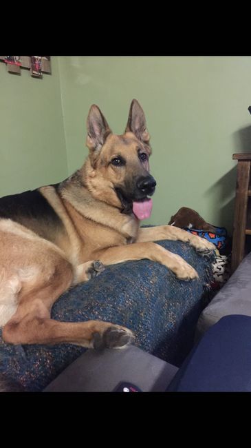 Any pet related stories? - 1