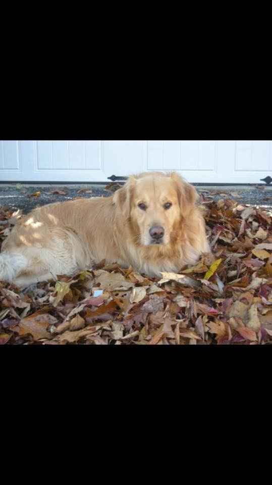 Engagement Pics with Pups!